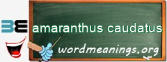 WordMeaning blackboard for amaranthus caudatus